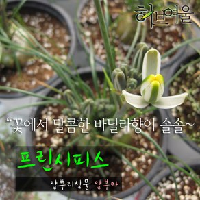 [허브여울다육] 프린시피스 (알부카/ 꽃에서 바닐라향 구근식물) 지름 9cm 소품화분