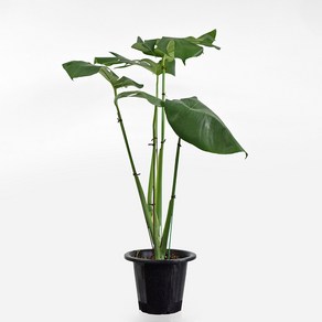 몬스테라 식물 모종 중대형(70-80cm) 마이플랜트