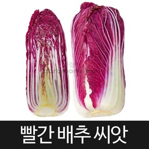 빨간 배추씨앗 배추 씨앗 빨강 cabbage seed 100알, 1개