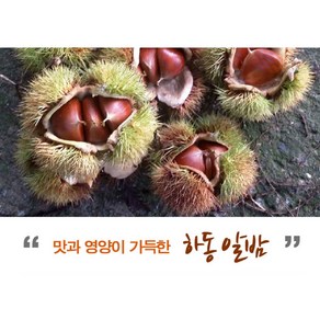 햇밤 알밤 왕밤2kg~10kg, 1박스, 5kg 알밤 특(24g 이상)