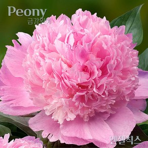 작약(Peony) 숙근 입고 엔젤칙스(2~3촉) 금강원