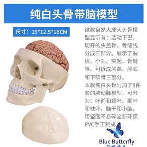 뇌 모형 두개골 모형 인간 사람 인체구조 해부 교육, 뇌있는형