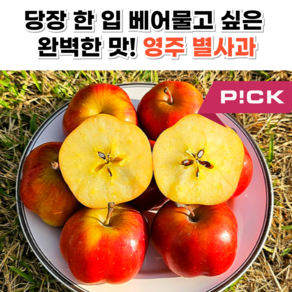 [30박스한정] 귀엽지만 당도는최강 영주 별사과, 1개, 1kg 소 (못난이)