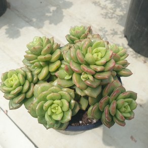 [수암다육] 사과꽃 랜덤발송 Echeveria 'Apple Blossom' 다육 다육이 다육식물 446