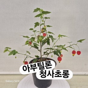 아부틸론 청사초롱꽃, 1개, 레드