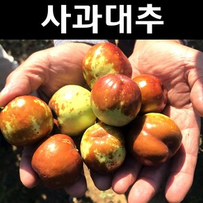 사과대추 나무 묘목 접목1년 뿌리묘 1개/유실수 과실수, [ 태추단감나무 묘목 접목1년생 ], 1개