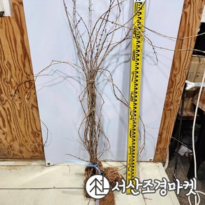 미선나무 묘목 키100cm개화주 서산조경마켓