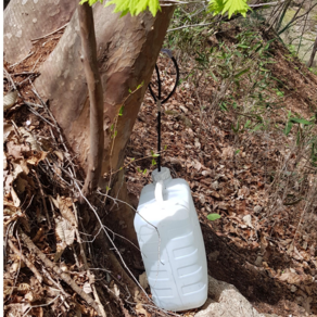 노각나무 수액 자연산 원액 그대로 (4.3리터 1병), 1개, 4.3L