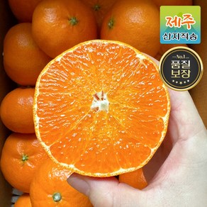 [산지직송] 제주도 당도선별 제철 레드향 가정용 선물세트, 1박스, 1.레드향 로얄 [중과] 3kg