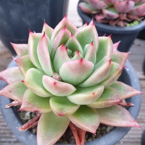 [수암다육] 상부련 랜덤발송 Echeveia agavoides 'Polifea' 다육 다육이 다육식물 국민다육 쏘후렌 소후렌, 1개