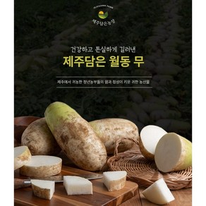 제주담은농장 월동무, 꼬마월동무500g~990g, 7KG, 1개