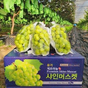 정이가 고당도 게르마늄 샤인머스켓 가정용 혼합 2kg, 1박스, 2kg(특품 3~4송이)