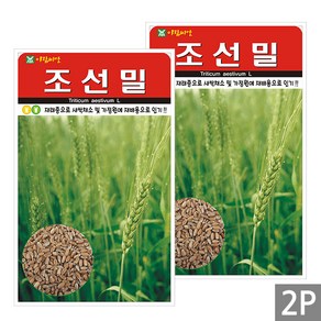 세인화분 조선밀 30g - 국산 참밀 밀 씨 씨앗, 2개