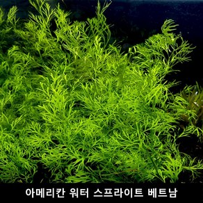 수초몰 아메리칸 워터 스프라이트 베트남 (1뿌리) 초보자수초 자연수초 인기수초 초보수초 키우기쉬운수초 모스 수초맛집