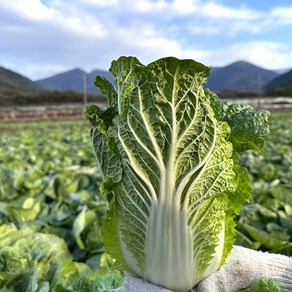 대자연 봄동 알배기 배추 [산지직송] 쌈배추 알배추, 16포기, 700g