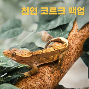 필핏 천연 코르크 크리스티드 게코 파충류 백업