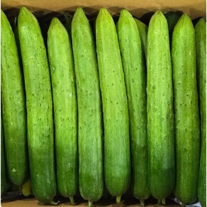 맛통령 백다다기 오이 오이지오이, 1개, 백오이 4kg(20개내외)