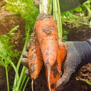 [자연맛남] 제주직송 흙당근 10kg (중), 1개