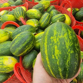 [우연팜] 고령 성산메론 고당도 파파야메론 개구리참외, 1박스, 5kg, 파파야메론 10-13과