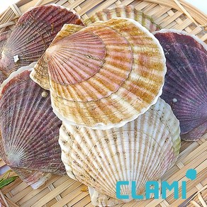 [클래미] 참가리비 1kg, 1개, 가리비 특대(3~5미 내외) 1kg
