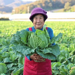 괴산 고랭지 절임배추 20kg 날짜지정 예약가능