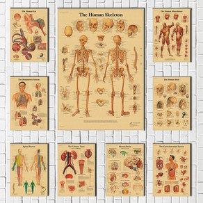 인체 포스터 골격 근육 뼈 해부도 데코 크래프트 교육용 해부학 아트 맵 시스템 바디 종이 벽 사진 홈 인쇄, 30x21cm_01=01