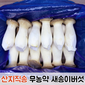 [산지직송] 향이 진하고 쫄깃쫄깃 무농약 새송이버섯 1kg 2kg / 버섯 새송이 새송이버섯2kg 못난이새송이버섯 꼬마새송이버섯 못난이버섯, 꼬마 (특), 1박스