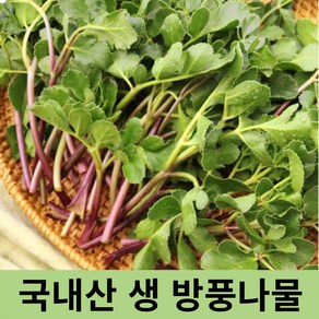 [ 국내산 ] 신선한 국내산 갯방풍 1kg 400g 봄나물 방풍나물 해방풍 생 갯방풍나물 방풍나물1kg 방풍 나물 방풍나물장아찌 봄나물 금오도방풍나물 갯방풍 방풍나물2kg, 1개