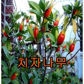 열매치자 나무 2년포트 3그루/유실수묘목/묘목/치자나무, 3개