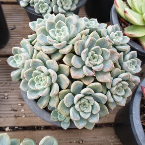 [수암다육] 팅커벨 랜덤발송 Echeveria 'Tinkerbell' 다육 다육이 다육식물 662