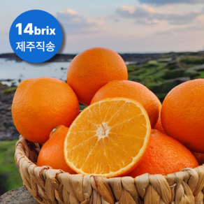 엄선된 달콤한 제주 천혜향 산지직송, 1개, 가정용 3kg