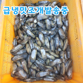 국산 남해안 생물 맛조개