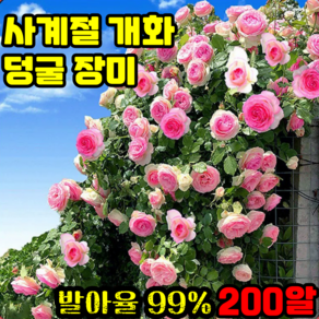 사계절 개화 덩쿨 장미 씨앗 다계절 연중 개화 덩굴 장미 씨앗, 혼합색상 200알