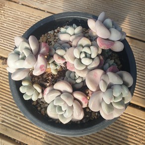 [수암다육] 아모르파티 랜덤발송 Echeveria 'Amor Fati' 다육 다육이 다육식물