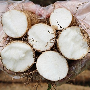 마제철 생마 안동참마생마 2kg 5kg, 알뜰 2kg, 1개