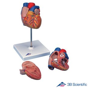 3B Scientific 인체해부모형 실제사이즈 2분리 심장모형 G10, 1개