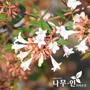 [나무인] 황금꽃댕강나무 개화주 키1m, 1개