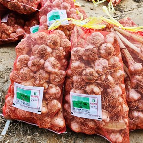 여수 돌산 햇마늘 명품 50개 4~4.5kg 반접 남도종 주대마늘, 1개