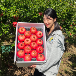 산지 직송 2024년 고흥 신석류 석류 석류생과 햇석류 생석류 석류농장