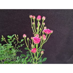 산내들농장 사계겹찔레(핑크)-소품(10센티포트), 1개