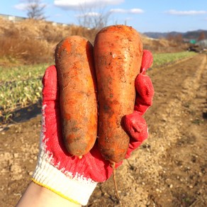 아빠의 마음 국내산 당근 3kg 5kg 10kg, 흙당근10kg(중품), 1개