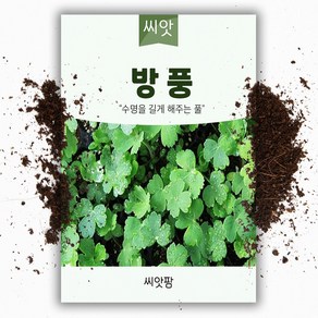 방풍씨앗 (200립), 1개