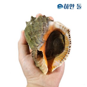 통영 해녀가 직접 채취! 자연산 참소라 2kg, 자연산 참소라 특대 4-5미, 1개