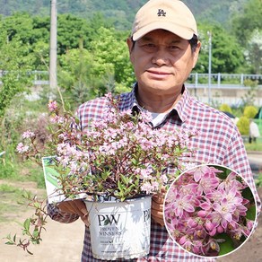 왜성 애기말발도리 PW 화분묘 묘목 (유키스노우플레이크 유키체리블라썸), 02.유키체리블라썸, 1개