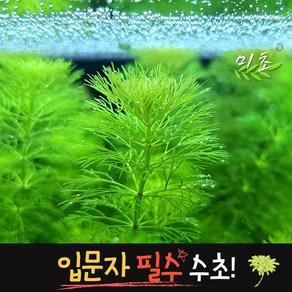 [미초] 암브리아 수초 5촉 / 치어 수초 / 초보자 수초 / 구피 수초, 1개