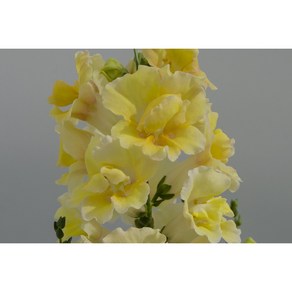 금어초 트위니 옐로쉐이드(종자 꽃씨앗 / 10립)Snapdragon Twinny Yellow Shades