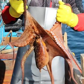 국내산 청정해역 남해안 신선급냉 제수용 돌문어, 1박스, 3kg 1-3미