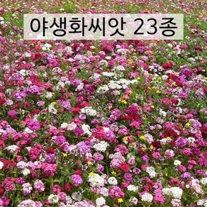 아시아종묘 씨앗 꽃 야생화 100g 혼합 23종 모음, 1개