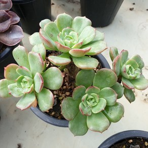 [수암다육] 홍화장 랜덤발송 Echeveria 'Victor' 다육 다육이 다육식물 640