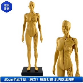 인체 근육 모형 해부학 인체 구조 남 여 골격 30cm 전신 피규어, 02.30cm 레진 반근육  황색 여성